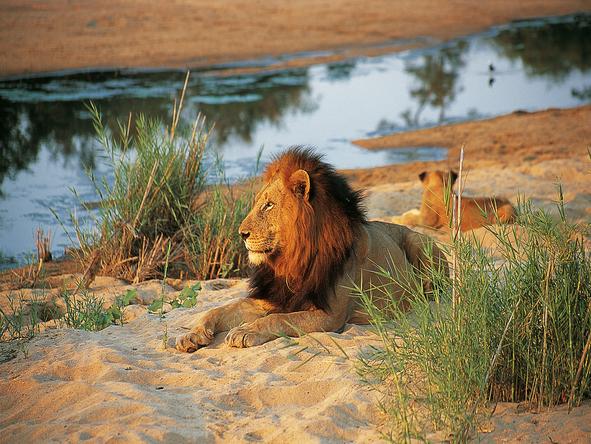Kings Camp Private Game Reserve - Game Drive 